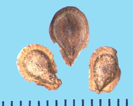  Asclepias tuberosa.  Spatulate true seeds with winged margins. 