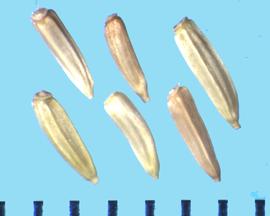 Oligoneuron album . Achenes with an elongate attachment on the basal end. 