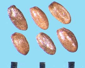  Campanula carpatica.  Finely reticulated, shiny seeds.