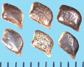  Chamaecrista fasciculata.  Seeds are black and brown mottled, with light brown edges, and a black and brown hilum and apex.