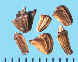  Glebionis coronarium.  Achenes with longitudinal ribs with granulation between them. 