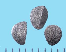  Convolvulus equitans.  Seeds have a rough, granular texture. 