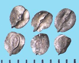 Dianthus plumarius . Seeds with reticulations that radiate from the hilum on the ventral side and longitudinally on the dorsal side. 