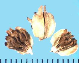  Engelmannia peristenia.  Achenes with bracts that give a winged effect on the ventral side. 
