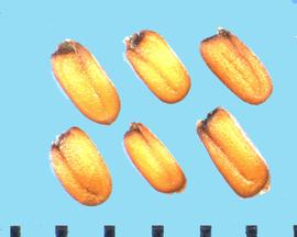  Erysimum capitatum.  Seeds with a groove on the sides separating the cotyledon and radicle lobes.
