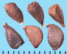  Iris missouriensis.  Reticulated seeds, some with a wedged D-shape. 