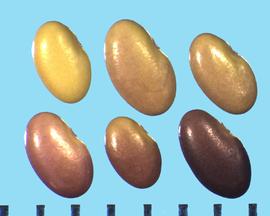  Lespedeza capitata.  Seeds have large color variations. 