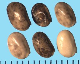  Lupinus argenteus  ssp.  rubricaulis.  Seeds with an off-center at base.