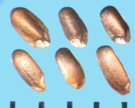  Monarda fistulosa.  Nutlets with two large scars at the base that are light colored and separated by a small oval attachment structure. 