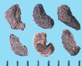  Penstemon eatonii.  Rough and stippled true seeds that are irregularly kidney-shaped.