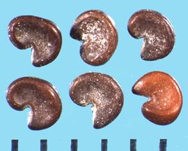  Sphaeralcea grossulariifolia.  True seeds with concave sides.