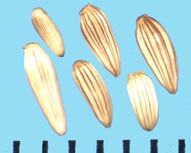  Oligoneuron rigidum  var.  rigidum.  Achenes with some brown coloration in creases between the large ribs.
