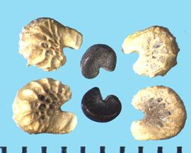 em>Sphaeralcea coccinea.  True seeds that are found enclosed in carpel tissue. 