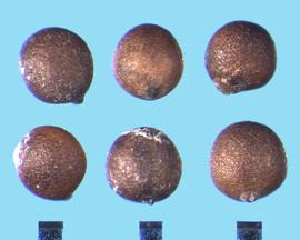  Thymus praecox.  Nutlets with surface roughness that may be from massive stipulation. 