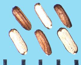  Verbena bonariensis.  Nutlets where the dorsal side has approximately three longitudinal ribs. 