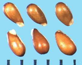  Viola × wittrockiana.  True seed with a slightly oblique basal attachment. 