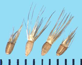  Xanthisma texanum.  Achenes with long, triangular pappus scales. 