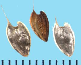  Zinnia haageana.  Sharp awn is on only one side of the margin wing at the apex. Some achenes are pubescent, especially at their margins .  