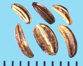  Zizia aurea . Mericarp with three to five strong longitudinal ribs. 