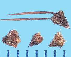  Acaena novae-zelandiae.  Achenes with spine pairs occasionally on the apex. 