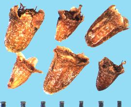  Adenostoma fasciculatum.  Achene with small wings at the terminal end. 