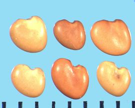  Astragalus cicer.  Oval to mitten-shaped with divergent radicle.