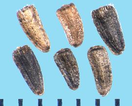  Bahiopsis laciniata.  Achenes with coarse, appressed hairs at the apex.