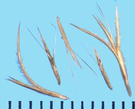  Bouteloua aristidoides.  Florets are embedded in a structure with a large, bent barb.