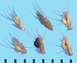  Bouteloua rothrockii.  The sterile floret has remnants of a lemma and palea and well-developed awns.
