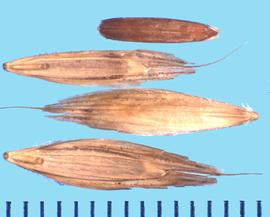  Bromus ciliatus.  Floret is dorsal-ventrally compressed with a hairy callus.
