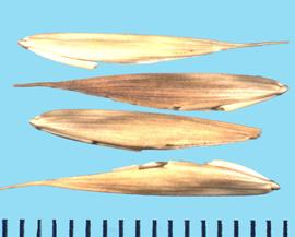  Bromus catharticus  var.  elatus.  Florets with a central lemma nerve that extends into an awn.