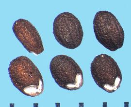  Calamintha nepeta.  Seeds have a scurfy surface surrounding closely spaced tubercles, with a white, V-shaped hilum.