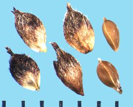  Carex scirpoidea.  Achene perigynium is elliptic and covered with coarse and appressed hairs.