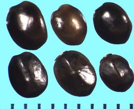  Ceanothus crassifolius.  Seeds with a slight longitudinal hump on the dorsal side.
