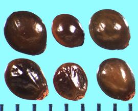  Ceanothus impressus.  Seeds with a style segment attached to the hilum.