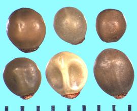  Ceanothus spinosus.  Seeds with a dark-red attachment on the hilum.