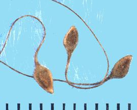  Clematis orientalis.  Achenes with a long, hairy apical awn. 