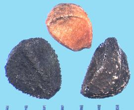  Convolvulus equitans.  Seeds have a rough, granular texture. 