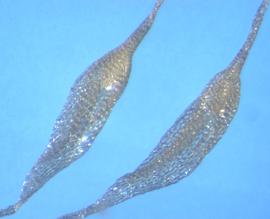  Dendrobium  sp. Seeds inside a linear net.