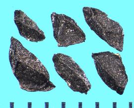  Dichelostemma capitatum  ssp.  capitatum.  True seeds with sharp ridges between irregular flat surface.