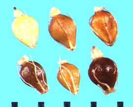  Eleocharis macrostachya.  Achenes are various shades of brown with a conic tubercle.