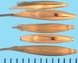  Elymus elymoides.  Florets with a V-shaped sinus.