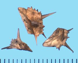  Emex spinosa.  Achenes are hard and woody with irregular cavities. 