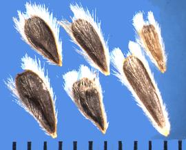  Encelia californica.  Achenes are covered with appressed hairs.
