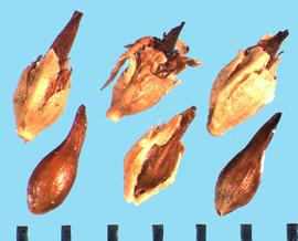  Eriogonum fasciculatum.  Achenes that often have the calyx and corolla fragments are attached.