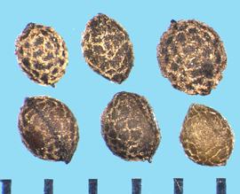  Eschscholzia californica  ssp.  californica.  Seeds with stipples.