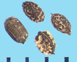  Eschscholzia lemmonii  ssp.  kernensis.  Seeds with a raphe-like ridge from the base to the apex.