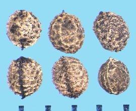  Eschscholzia californica  ssp.  mexicana.  Seeds with intense stippling.