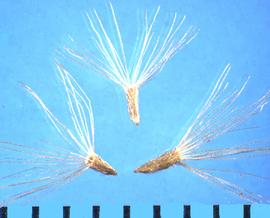  Euthamia occidentalis.  Achenes with a finely barbed pappus.