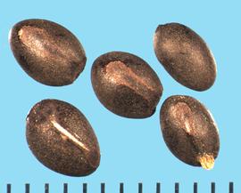  Fremontodendron decumbens.  Seeds with the hilum at the base that have the lower attachment to the radicle cover. 